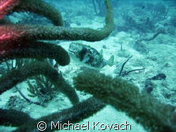 Curious Puffer fish watching on the Inside Reef at Lauder... by Michael Kovach 